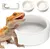 REPTILES & AMPHIBIANS